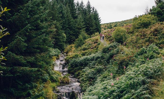 Hafren Forest